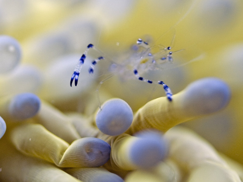 Shrimp, Layang Layang